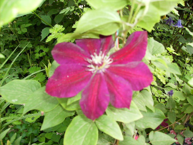 clematis 13