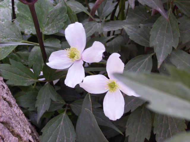clematis 2010-2