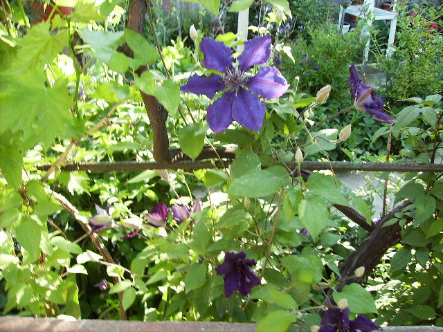 clematis 2010-5