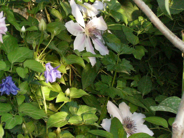 clematis 2010-7