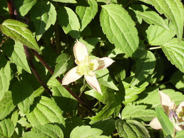 clematis 2010