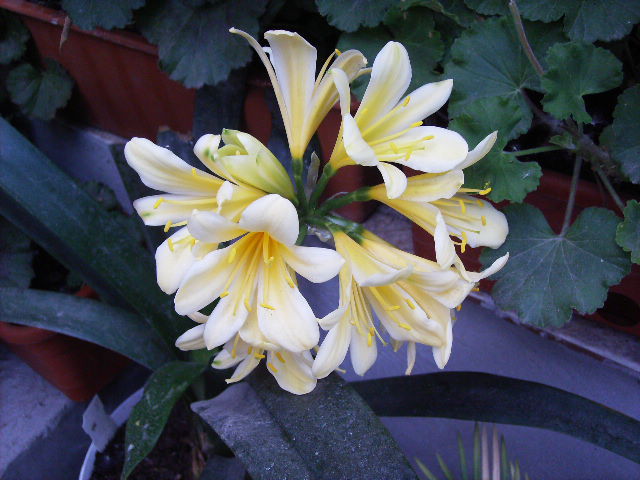 clivia galbena in plina floare