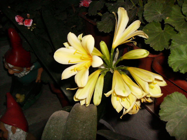 clivia galbena inflorita