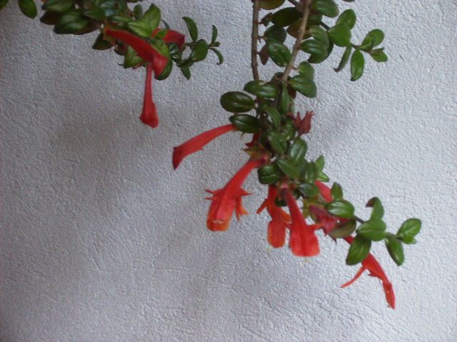 columnea 2010