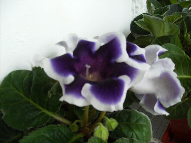 gloxinia 2