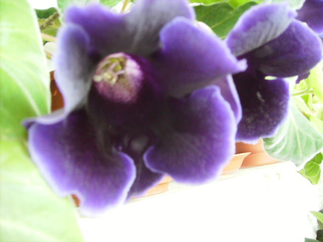 gloxinia 3