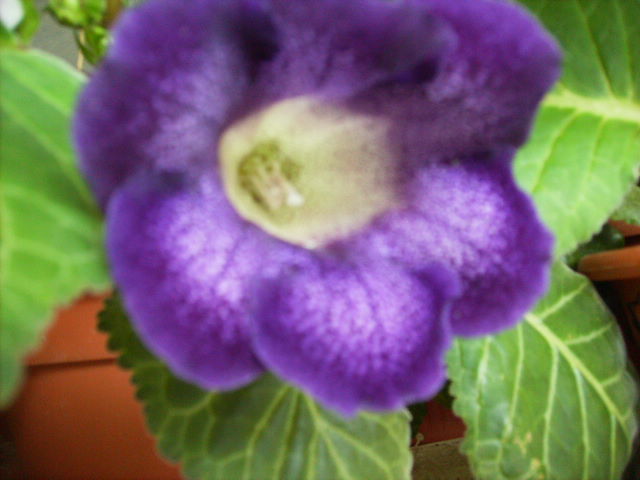 gloxinia 4