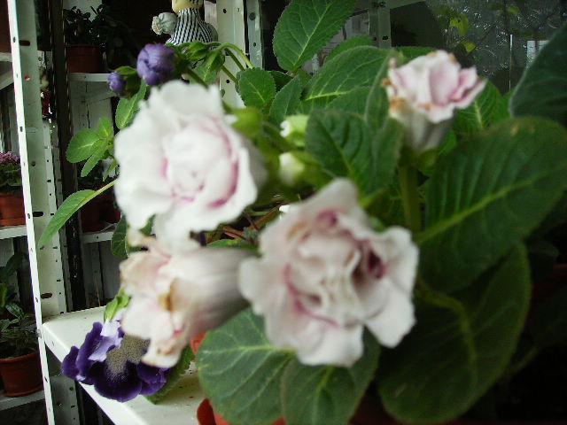 gloxinia 5