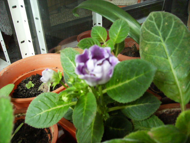 gloxinia 6
