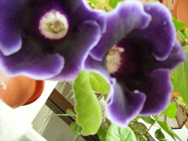 gloxinia 7