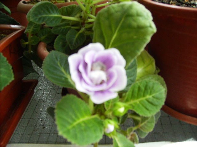 gloxinia 9