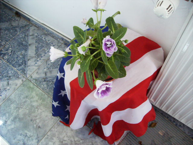 gloxinia 10
