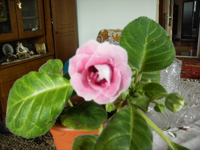 gloxinia 12