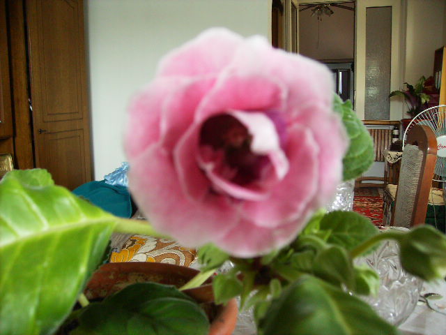 gloxinia 13