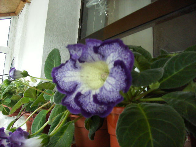 gloxinia 14