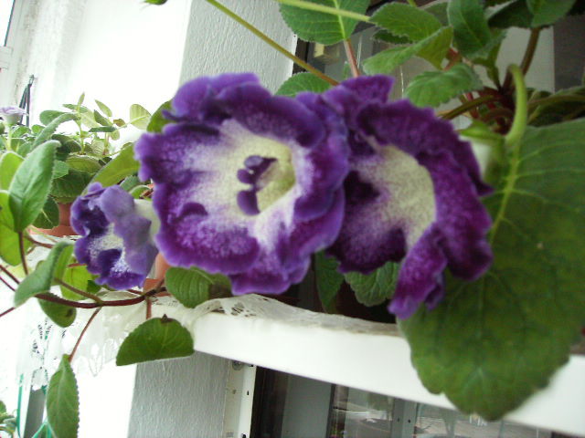 gloxinia 15