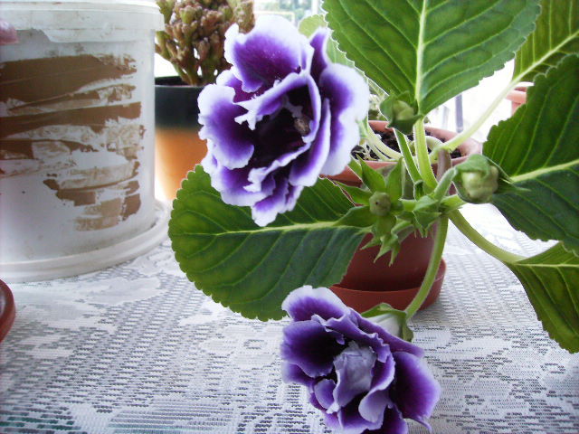 gloxinia 16