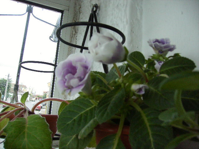 gloxinia 17