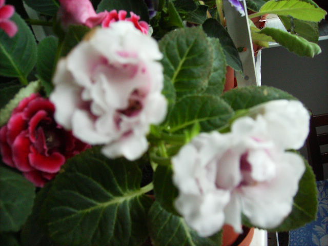 gloxinia 18