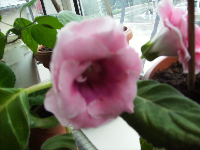 gloxinia 19