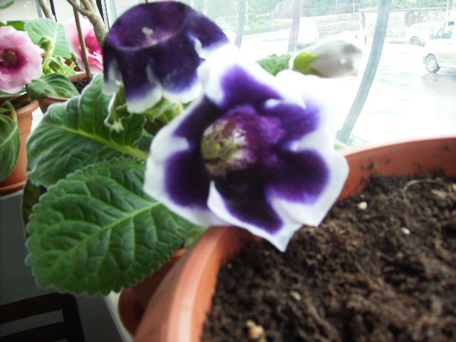 gloxinia 20