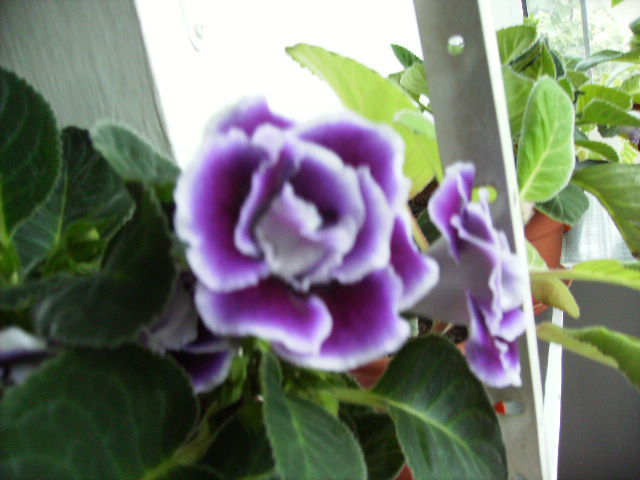 gloxinia 21