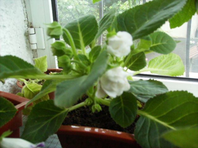 gloxinia alba