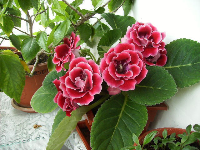 gloxinia in grup