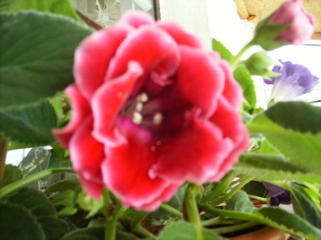 gloxinia
