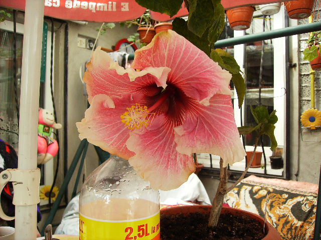 Hibiscus2010