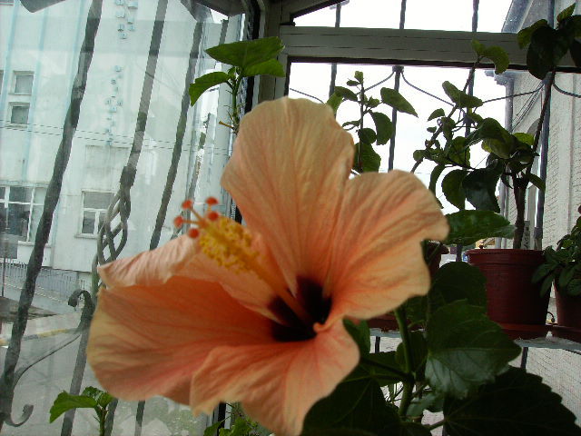 hibiscus portocaliu