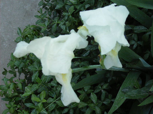 iris