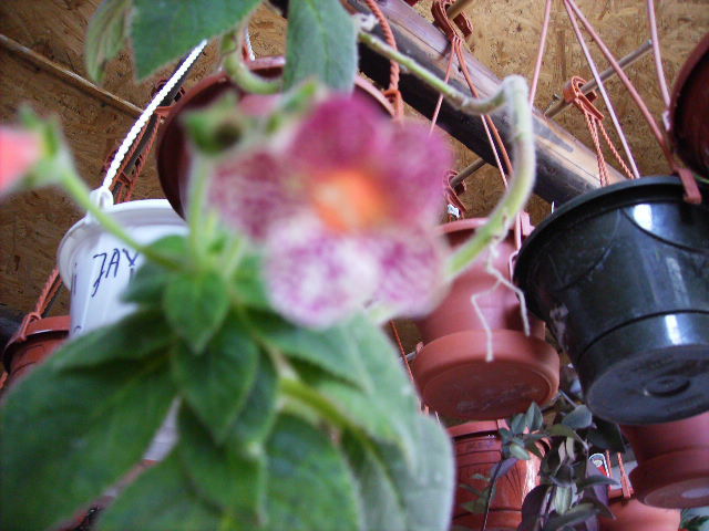 kohleria-2010