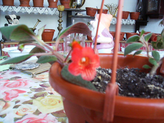 kohleria 2010-2