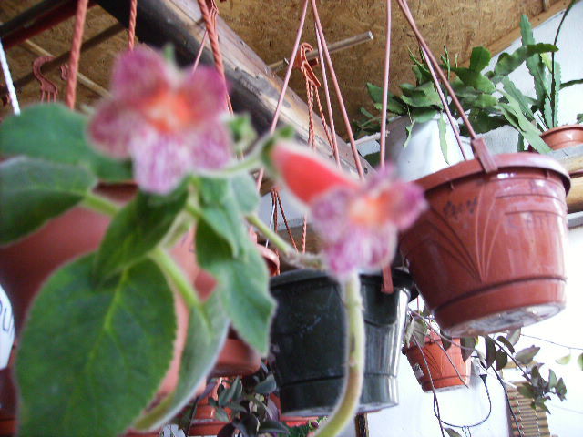 kohleria 2010-4