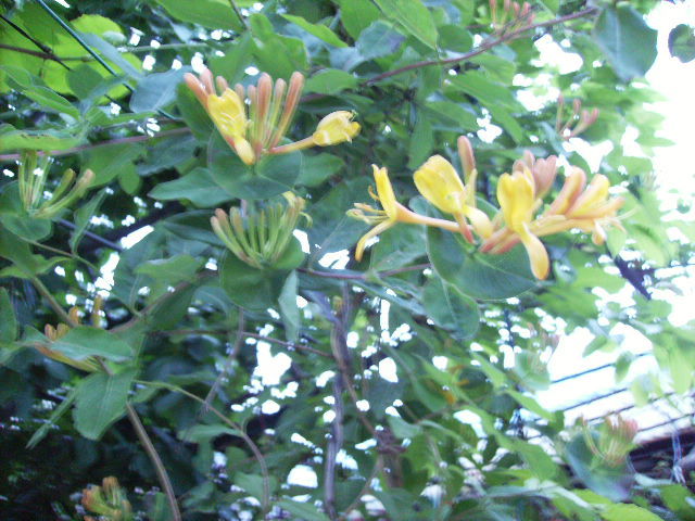 lonicera
