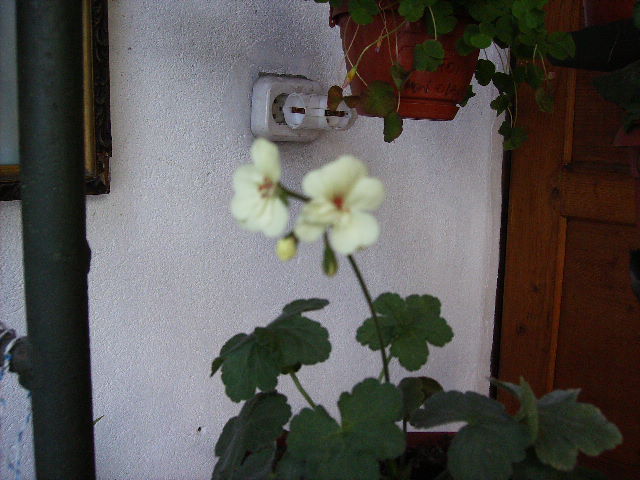 miuscata galbena2010