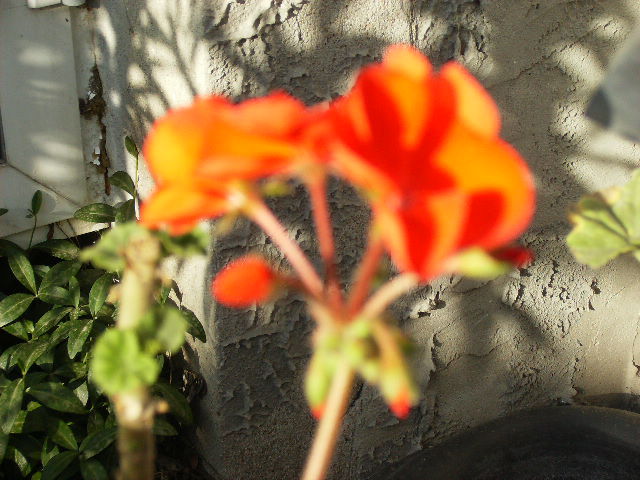 muscata-2010 - flori 2010