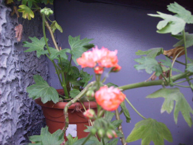 muscata 11 - flori 2010