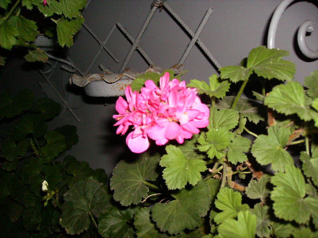 muscata 2010-4