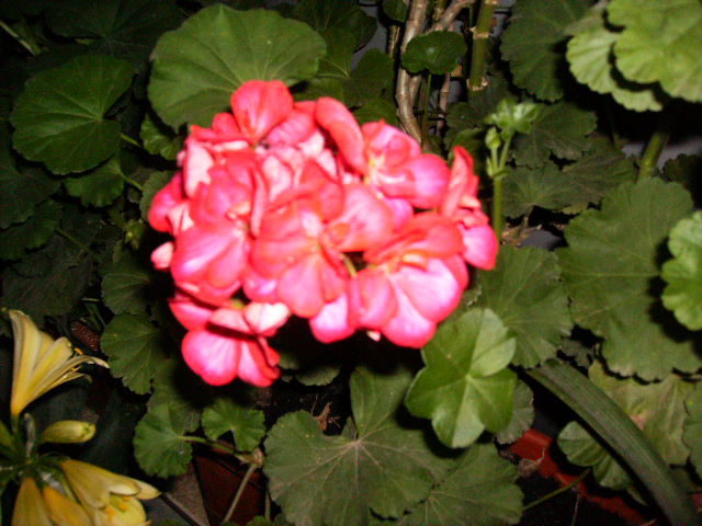 muscata 2010-5 - flori 2010