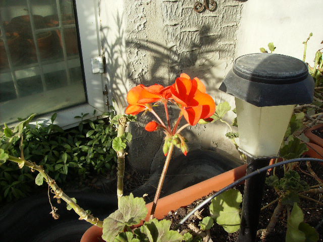 muscata -1 - flori 2010
