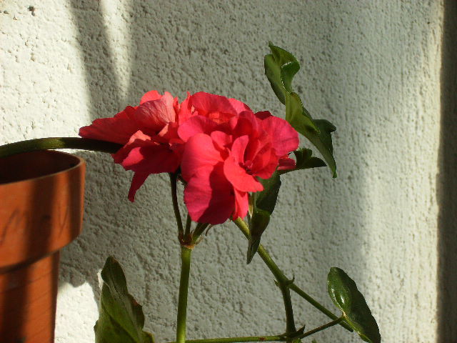 muscata curgatoare 2010 - flori 2010