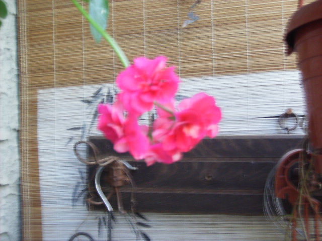 muscata - flori 2010