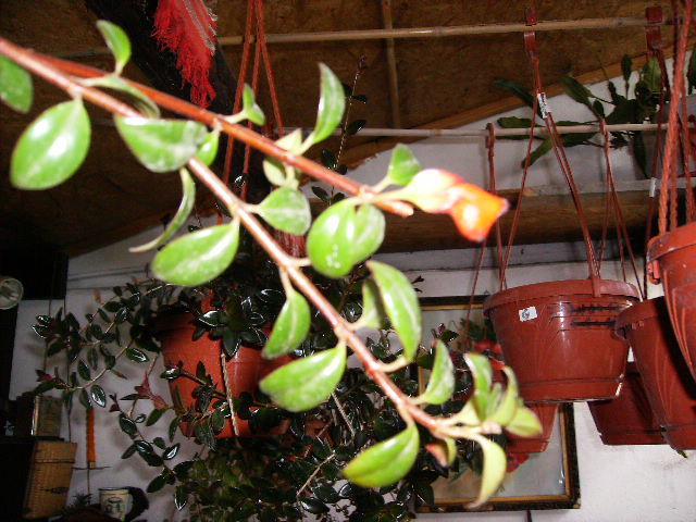 nematanthus-4 - flori 2010