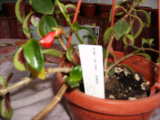 nematanthus-2010-2 - flori 2010