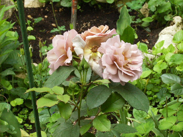 trandafir10 - flori 2010