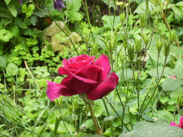 trandafir11 - flori 2010