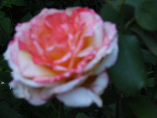 trandafir 15
