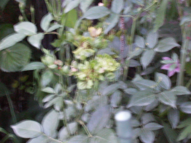 trandafir verde